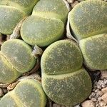 Lithops lesliei Fuelha