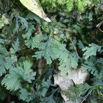 Hymenophyllum polyanthos Folla
