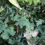 Hymenophyllum polyanthos Листок