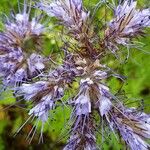 Phacelia tanacetifolia Květ