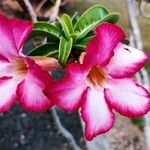 Adenium obesumKukka