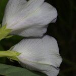 Clitoria guianensis Blomma