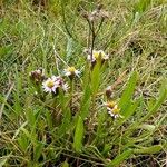 Tripolium pannonicum Habit