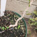 Clerodendrum speciosissimum Bark