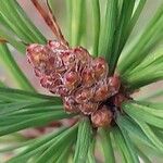 Pinus radiata Fruit