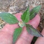 Tridax procumbens Лист