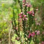 Calluna vulgaris फूल