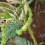 Aeschynomene americana Fruit