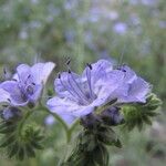 Phacelia distans Flower