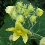 Bryonia verrucosa 花