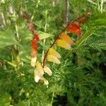 Ipomoea lobata 叶