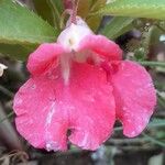 Impatiens balsamina Květ