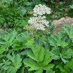 Heracleum lanatum Листок