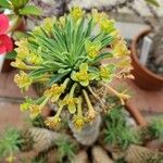 Euphorbia braunsii