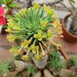 Euphorbia braunsii Flower