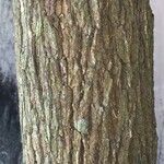 Chrysophyllum cainito Corteza