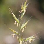 Helictochloa bromoides फूल