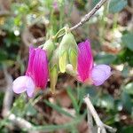 Lathyrus digitatus Flor