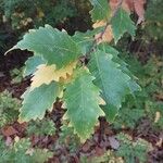 Quercus bicolor Frunză