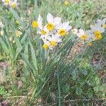 Narcissus tazettaFlower