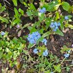 Myosotis sylvatica Blüte