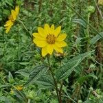 Helianthus divaricatus Yeri