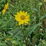 Helianthus divaricatus Habit