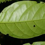 Prunus brachybotrya