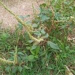 Amaranthus spinosus Leaf