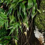 Aeranthes grandiflora Flor