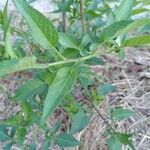 Solanum dulcamara Fulla