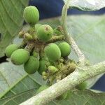 Sorocea pubivena Fruto