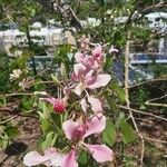 Bauhinia monandra Flor