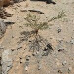 Acacia tortilis Hábitos