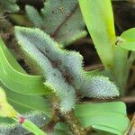 Tridax procumbens Folio