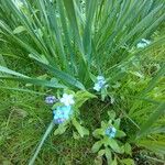 Myosotis scorpioides Habit