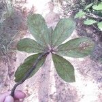 Terminalia ivorensis Leaf