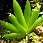 Erycina pusilla Hoja