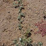 Astragalus eremophilus Other