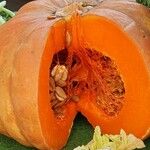 Cucurbita maxima Φρούτο