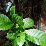 Anacardium amapaense Leaf