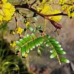 Acacia terminalis पत्ता