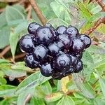 Ligustrum vulgare Fruit