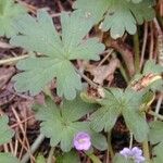 Geranium homeanum Ліст