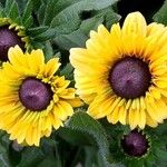 Rudbeckia hirta Flower