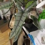 Alocasia longiloba Лист