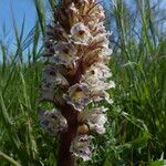 Orobanche crenata Flower