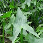 Sagittaria sagittifolia पत्ता