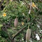 Ceiba speciosa Fruit