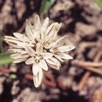Allium obtusum Blüte
